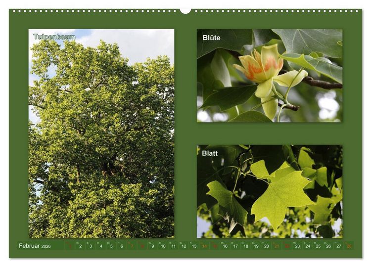 Produktbild: Faszinierende B&auml;ume (Wandkalender 2026 DIN A2 quer), CALVENDO Monatskalender