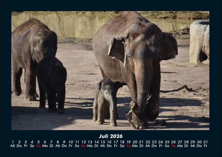 Produktbild: Elefanten 2026 Fotokalender DIN A4