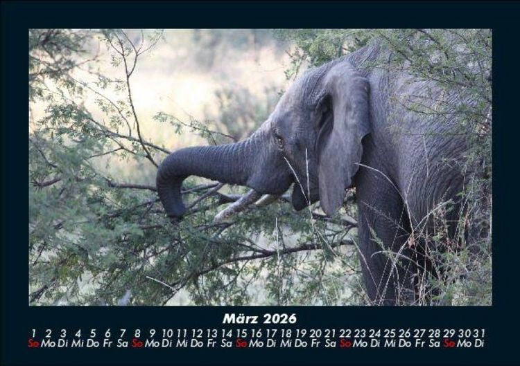 Produktbild: Elefanten - Die sanften Riesen Afrikas 2026 Fotokalender DIN A5