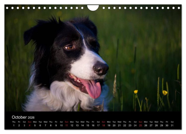 Produktbild: Beauty of a Border Collie (Wall Calendar 2026 DIN A4 landscape), CALVENDO 12 Month Wall Calendar