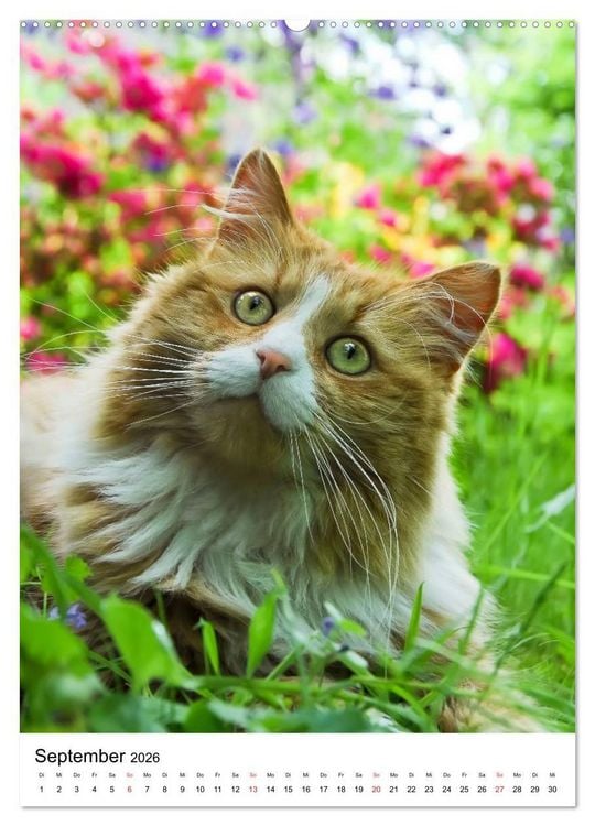 Produktbild: COUNTRY CATS (hochwertiger Premium Wandkalender 2026 DIN A2 hoch), Kunstdruck in Hochglanz