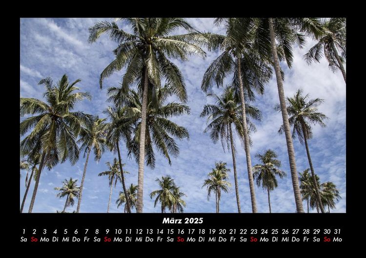 Produktbild: Palmen 2025 Fotokalender DIN A3