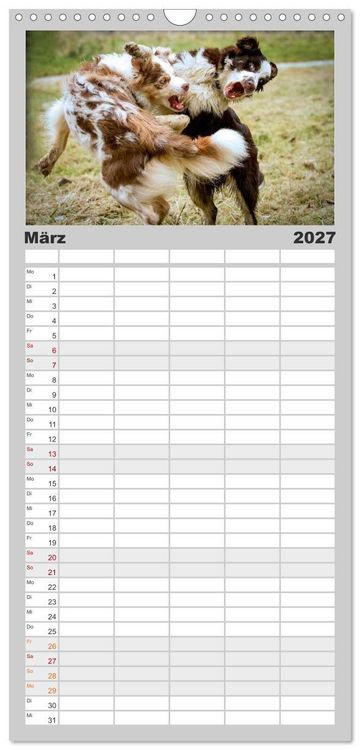 Produktbild: Familienplaner 2027 - Australian Shepherd - Traum auf vier Pfoten mit 5 Spalten (Wandkalender, 21 x 45 cm) CALVENDO