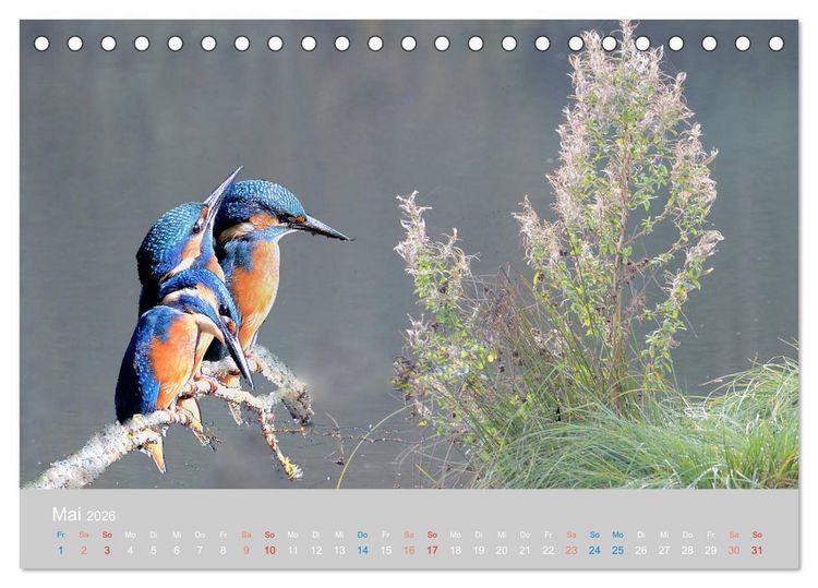 Produktbild: Der Eisvogel, ein Juwel der Natur (Tischkalender 2026 DIN A5 quer), CALVENDO Monatskalender