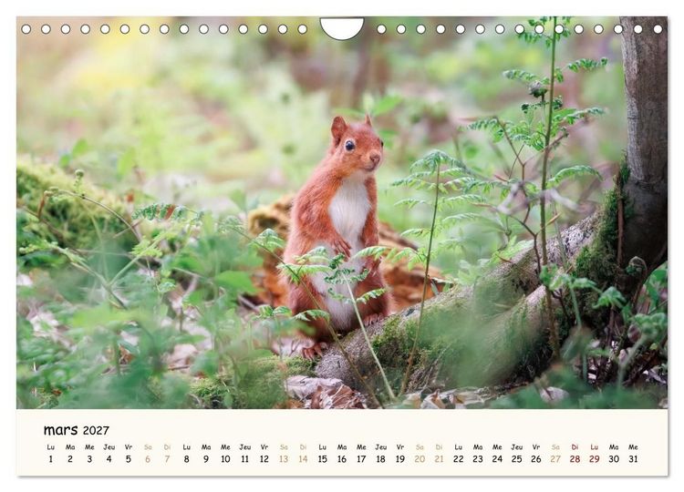 Produktbild: Les murmures de la for&ecirc;t - Regards d'animaux (Calendrier mural 2027 DIN A4 vertical), CALVENDO calendrier mensuel