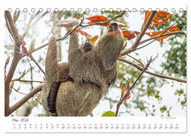 Produktbild: Natur pur, Costa Rica (Tischkalender 2026 DIN A5 quer), CALVENDO Monatskalender