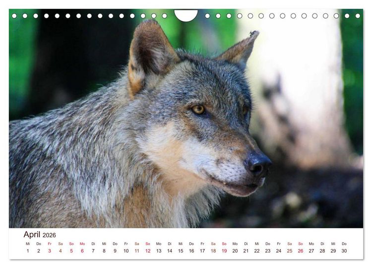 Produktbild: W&ouml;lfe 2026. Tierische Impressionen (Wandkalender 2026 DIN A4 quer), CALVENDO Monatskalender