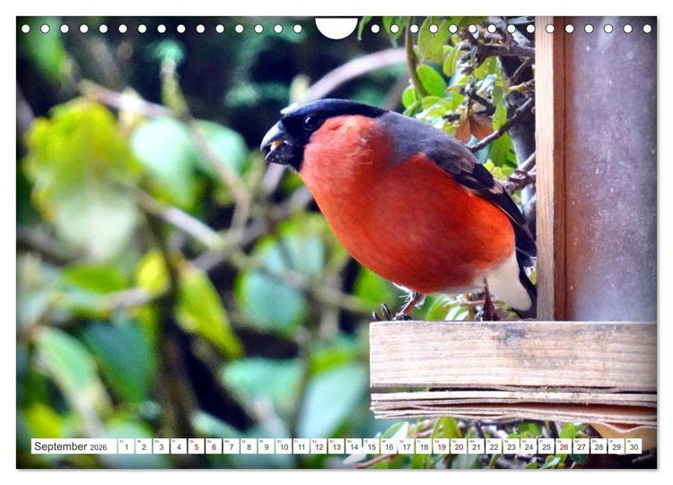 Produktbild: Herr und Frau Gimpel - Stammg&auml;ste im Garten (Wandkalender 2026 DIN A4 quer), CALVENDO Monatskalender