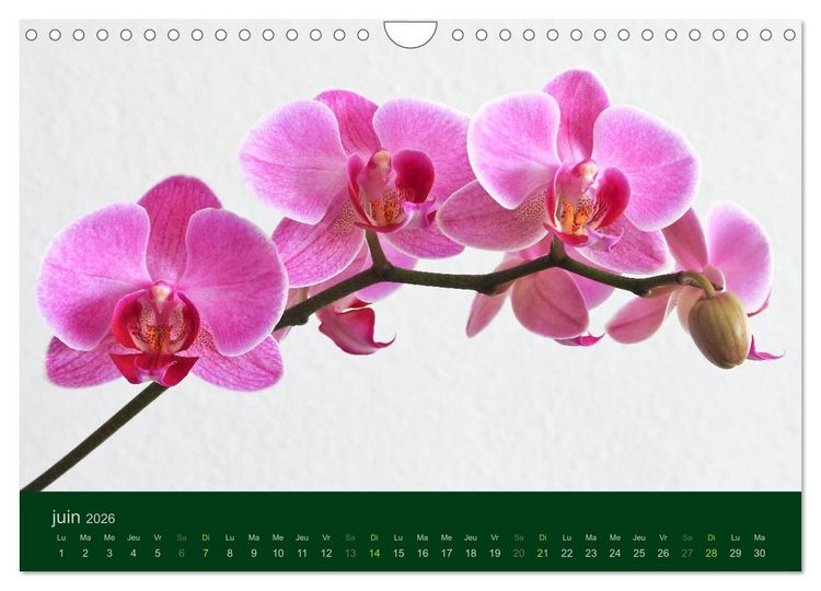 Produktbild: Les Orchid&eacute;es (Calendrier mural 2026 DIN A4 vertical), CALVENDO calendrier mensuel