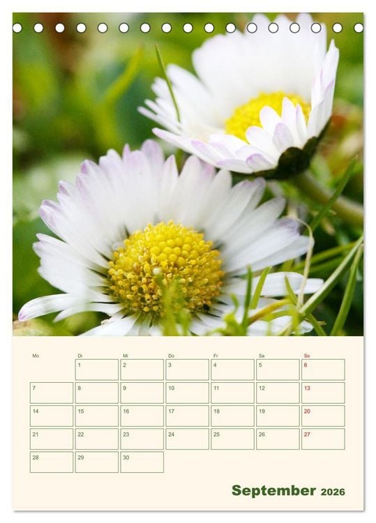 Produktbild: Vertr&auml;umte G&auml;nsebl&uuml;mchen (Tischkalender 2026 DIN A5 hoch), CALVENDO Monatskalender