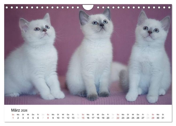 Produktbild: Briten B&auml;rchen &ndash; Britsch Kurzhaar 2026 (Wandkalender 2026 DIN A4 quer), CALVENDO Monatskalender