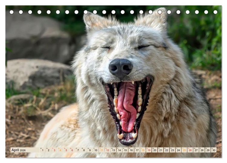 Produktbild: Wolf - Imposanter J&auml;ger (Tischkalender 2026 DIN A5 quer), CALVENDO Monatskalender