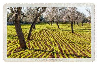 Produktbild: CALVENDO Puzzle Ein Motiv aus dem Kalender Emotionale Momente - Lust auf Landleben auf Mallorca. | 1000 Teile Lege-Gr&ouml;&szlig;e 64x48cm Foto-Puzzle f&uuml;r gl&uuml;ckliche Stunden