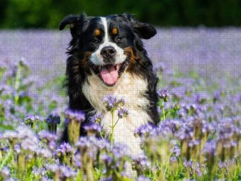 Produktbild: CALVENDO Puzzle Traumhund Berner Sennenhund | 1000 Teile Lege-Gr&ouml;&szlig;e 64x48cm Foto-Puzzle f&uuml;r gl&uuml;ckliche Stunden