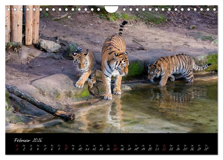 Produktbild: Tiergarten N&uuml;rnberg (Wandkalender 2026 DIN A4 quer), CALVENDO Monatskalender