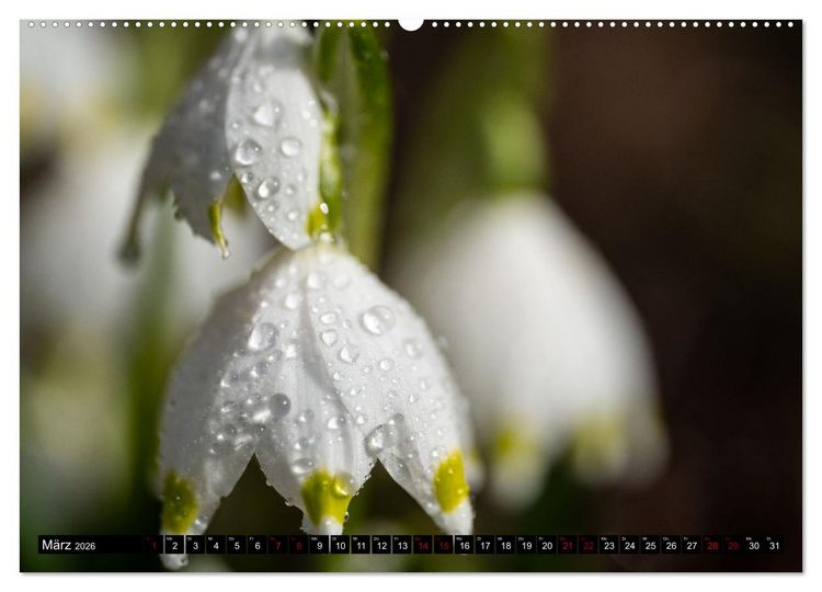 Produktbild: Fr&uuml;hlingsbl&uuml;her - Farbenpracht nach dem Winter (Wandkalender 2026 DIN A2 quer), CALVENDO Monatskalender