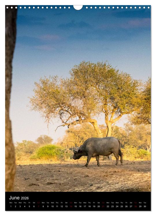 Produktbild: South Luangwa Wildlife (Wall Calendar 2026 DIN A3 portrait), CALVENDO 12 Month Wall Calendar