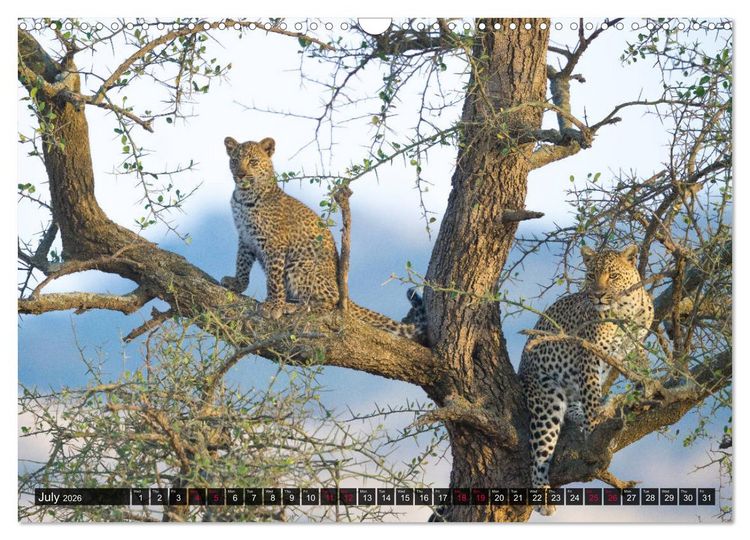 Produktbild: Leopards in the wild (Wall Calendar 2026 DIN A3 landscape), CALVENDO 12 Month Wall Calendar