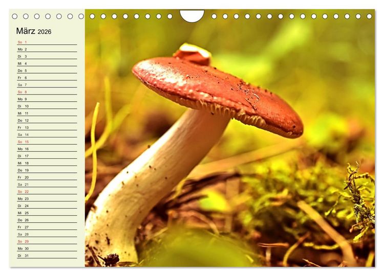 Produktbild: Pilze und Pilzgerichte (Wandkalender 2026 DIN A4 quer), CALVENDO Monatskalender