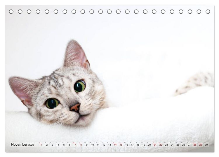 Produktbild: Liebe auf den ersten Katzenblick (Tischkalender 2026 DIN A5 quer), CALVENDO Monatskalender