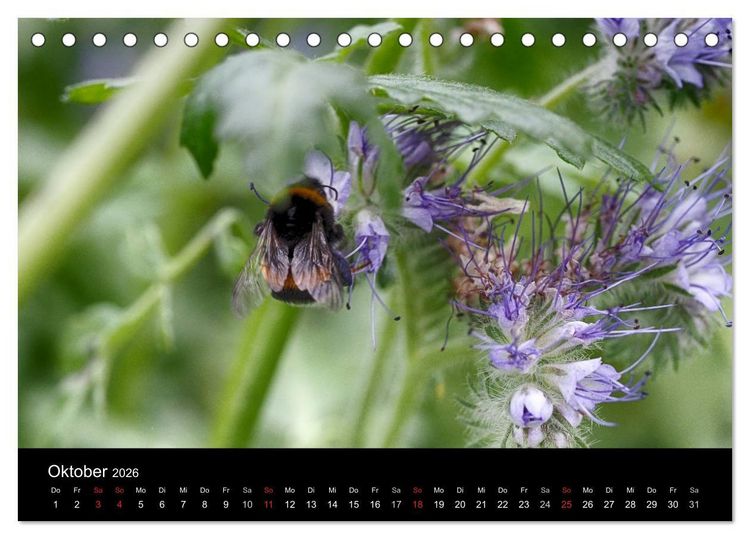 Produktbild: Hummelflug (Tischkalender 2026 DIN A5 quer), CALVENDO Monatskalender