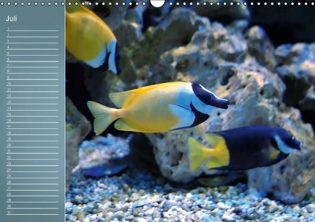 Produktbild: Bunte Riffbewohner - Fische, Anemonen und noch viel mehr (Wandkalender immerw&auml;hrend DIN A3 quer)