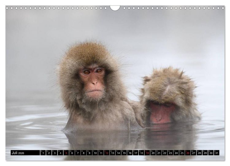Produktbild: Schneeaffen im Jigokudani Nationalpark (Wandkalender 2026 DIN A3 quer), CALVENDO Monatskalender