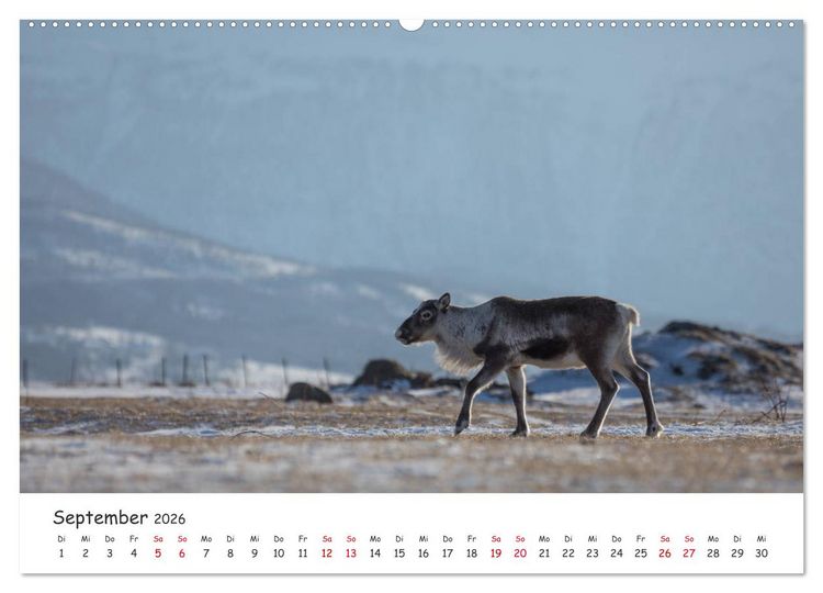 Produktbild: Rentiere (hochwertiger Premium Wandkalender 2026 DIN A2 quer), Kunstdruck in Hochglanz