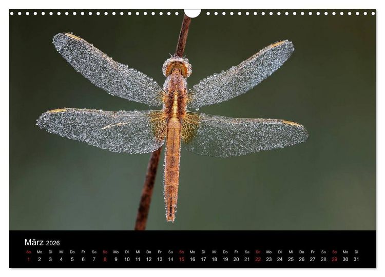 Produktbild: Libellen im Ried (Wandkalender 2026 DIN A3 quer), CALVENDO Monatskalender