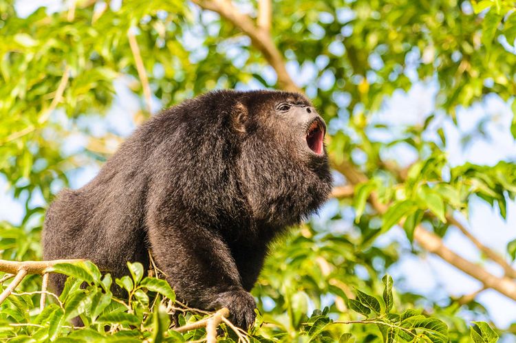Produktbild: Wildes Mexiko (BBC Earth)