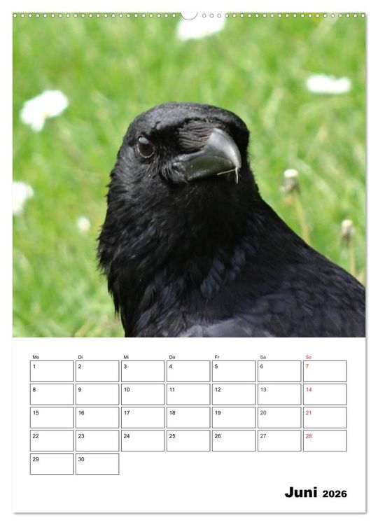 Produktbild: Rabenv&ouml;gel Terminplaner (Wandkalender 2026 DIN A2 hoch), CALVENDO Monatskalender