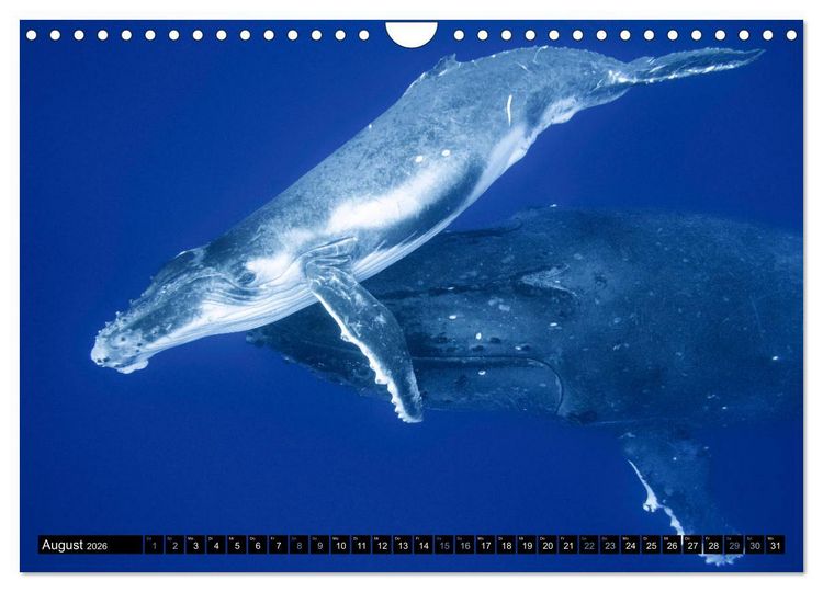 Produktbild: Die blaue Welt der Wale (Wandkalender 2026 DIN A4 quer), CALVENDO Monatskalender