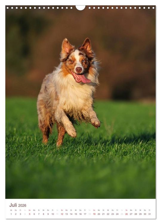 Produktbild: Australian Shepherds (Wandkalender 2026 DIN A3 hoch), CALVENDO Monatskalender