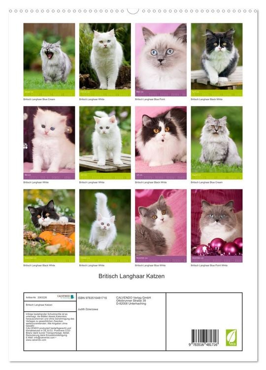 Produktbild: Britisch Langhaar Katzen (hochwertiger Premium Wandkalender 2026 DIN A2 hoch), Kunstdruck in Hochglanz