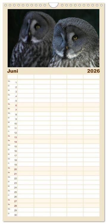 Produktbild: Familienplaner 2026 - Eulen. Gefiederte Weisheit mit 5 Spalten (Wandkalender, 21 x 45 cm) CALVENDO