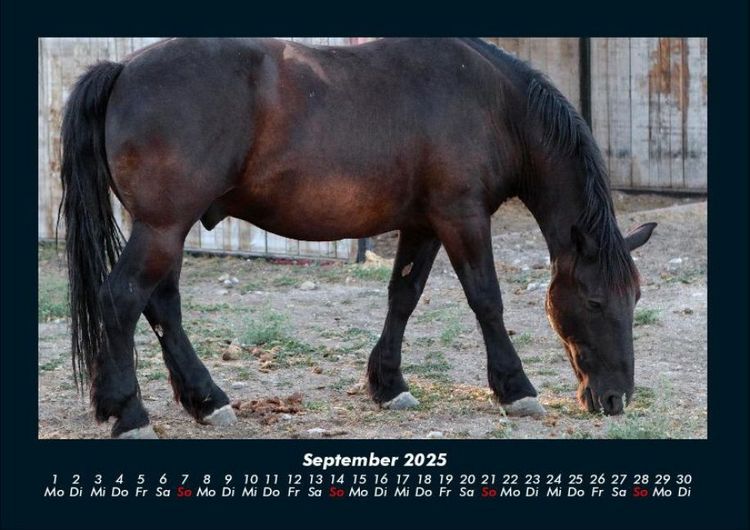 Produktbild: Pferde Kalender 2025 Fotokalender DIN A4