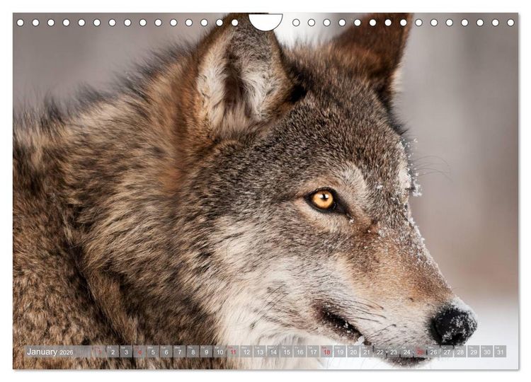 Produktbild: Wolves &bull; Faces of social hunters (Wall Calendar 2026 DIN A4 landscape), CALVENDO 12 Month Wall Calendar