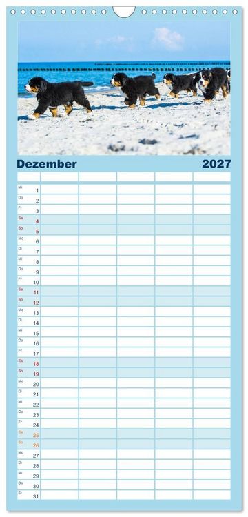 Produktbild: Familienplaner 2027 - Seeb&auml;rchen entdecken die Welt - Berner Sennenhunde mit 5 Spalten (Wandkalender, 21 x 45 cm) CALVENDO