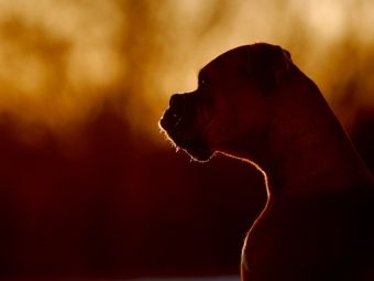 Produktbild: CALVENDO Puzzle Hund im Sonnenuntergang 1000 Teile Puzzle quer | 1000 Teile Lege-Gr&ouml;&szlig;e 64 &times; 48 cm Foto-Puzzle f&uuml;r gl&uuml;ckliche Stunden