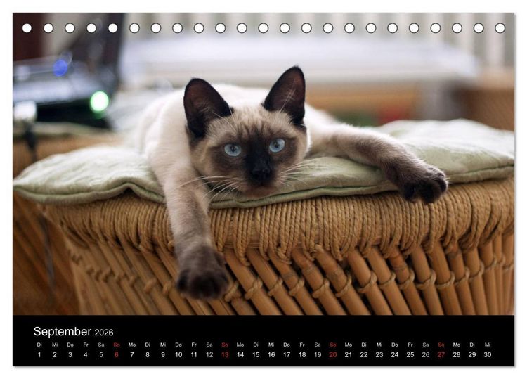 Produktbild: Haustiger - Ein Katzenkalender (Tischkalender 2026 DIN A5 quer), CALVENDO Monatskalender