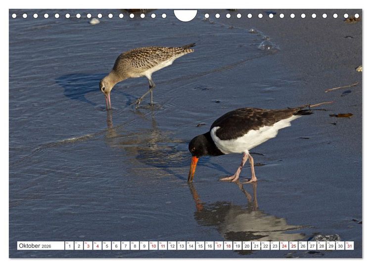 Produktbild: Helgoland - Hochseeinsel in der Nordsee (Wandkalender 2026 DIN A4 quer), CALVENDO Monatskalender