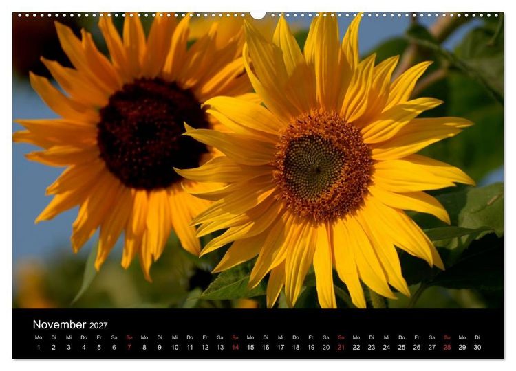 Produktbild: Sonnenblumen (Wandkalender 2027 DIN A2 quer), CALVENDO Monatskalender