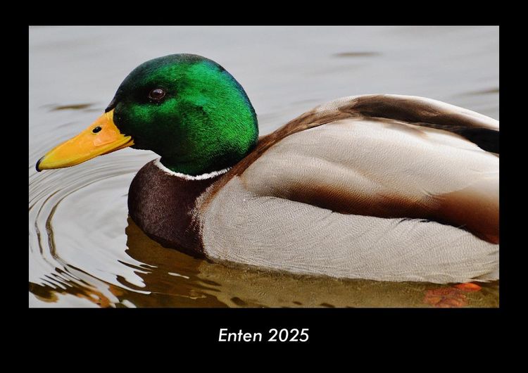Produktbild: Enten 2025 Fotokalender DIN A3