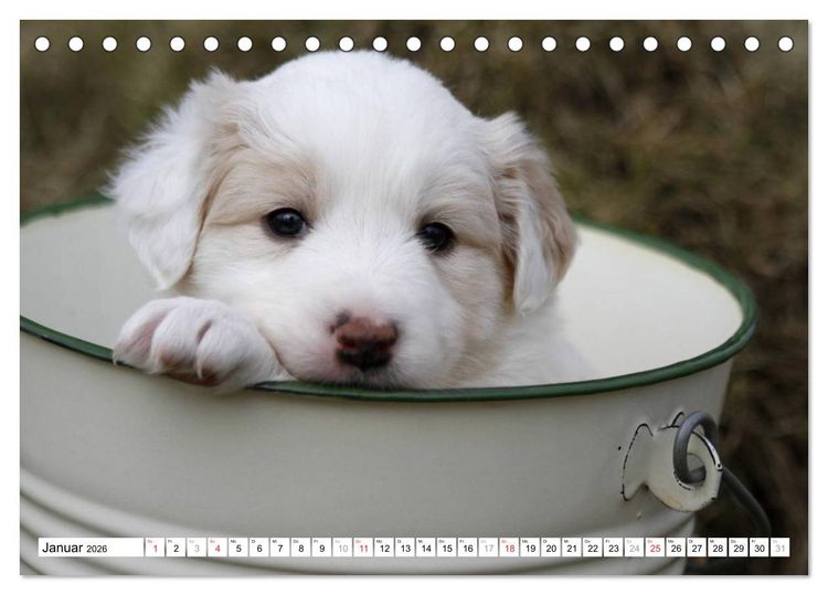 Produktbild: Border Collie Welpen (Tischkalender 2026 DIN A5 quer), CALVENDO Monatskalender