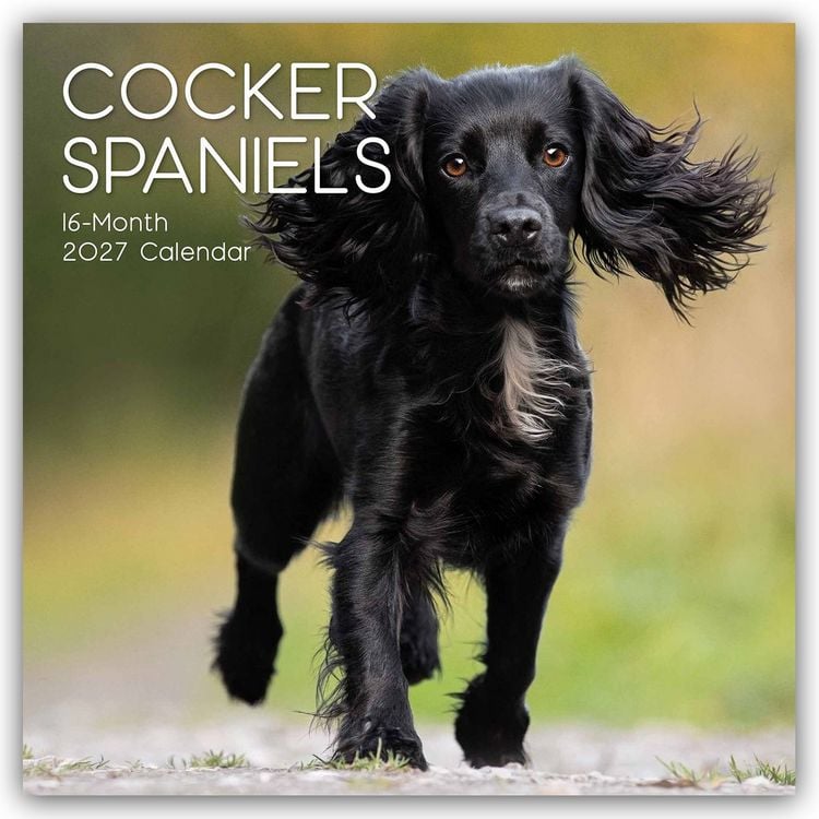 Produktbild: Cocker Spaniels 2027 &ndash; 16-Monatskalender