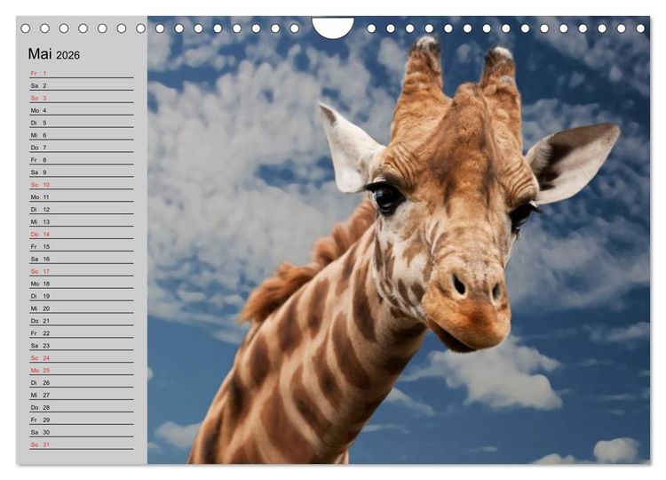 Produktbild: Giraffen. Dem Himmel so nah (Wandkalender 2026 DIN A4 quer), CALVENDO Monatskalender
