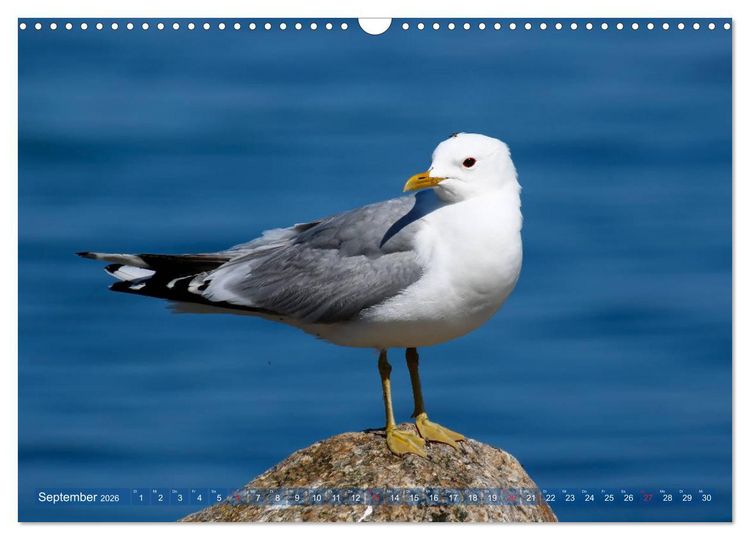 Produktbild: Kappeln und die Schlei (Wandkalender 2026 DIN A3 quer), CALVENDO Monatskalender