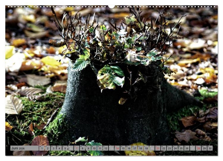 Produktbild: Spaziergang durch den Zauberwald (Wandkalender 2026 DIN A2 quer), CALVENDO Monatskalender