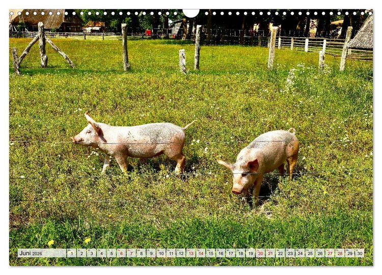 Produktbild: Fischland: zwischen Ostsee und Bodden (Wandkalender 2026 DIN A3 quer), CALVENDO Monatskalender