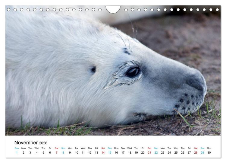 Produktbild: Grey Seal Pups of Donna Nook (Wall Calendar 2026 DIN A4 landscape), CALVENDO 12 Month Wall Calendar